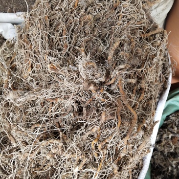 中药材入地蜈蚣，批发零售，产地一手货源，价格实惠
