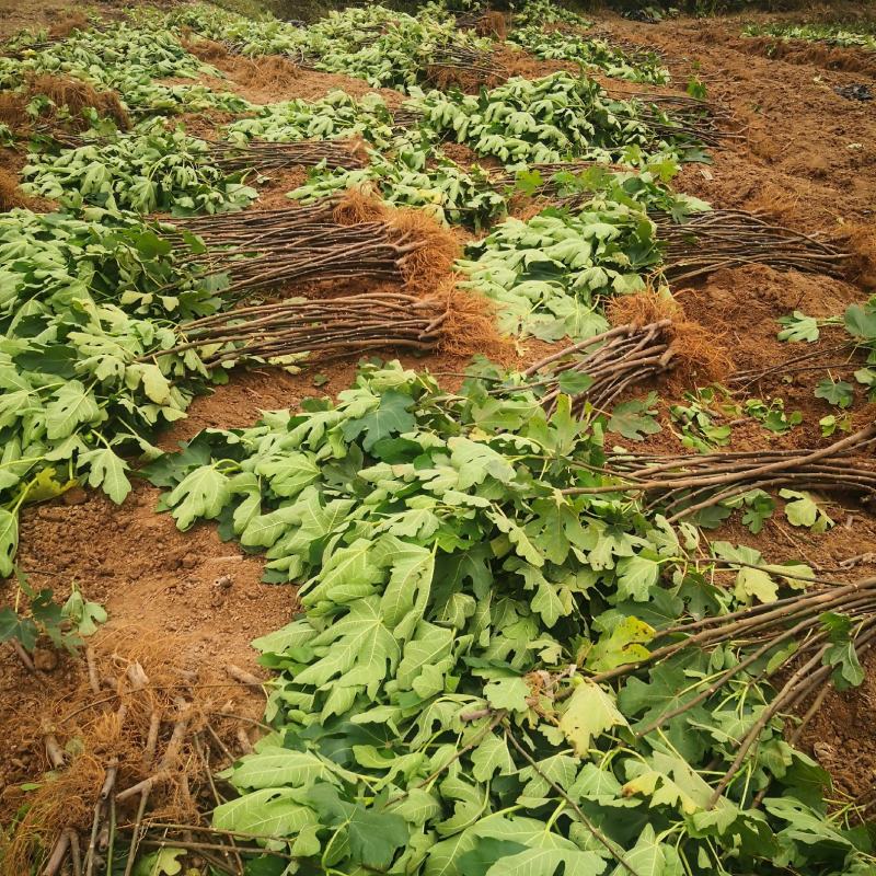 波姬红无花果苗1年苗抗病性强管理简单提供技术