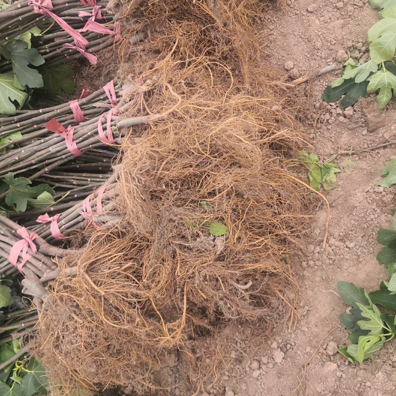 波姬红无花果苗1年苗抗病性强管理简单提供技术