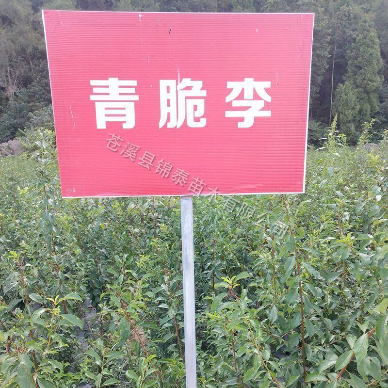 四川晚熟青脆李树苗脱骨李子树苗嫁接李子苗脆李苗李子树脆李