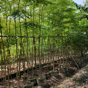 凤凰木袋装小苗产地供应