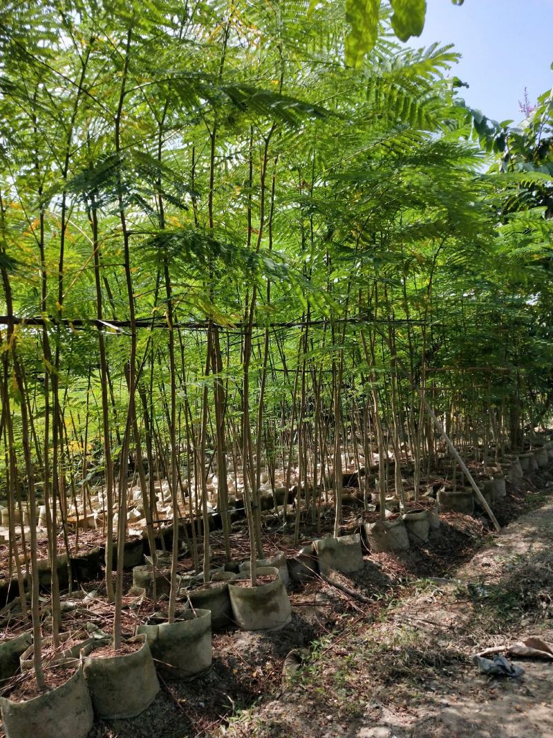 凤凰木袋装小苗产地供应