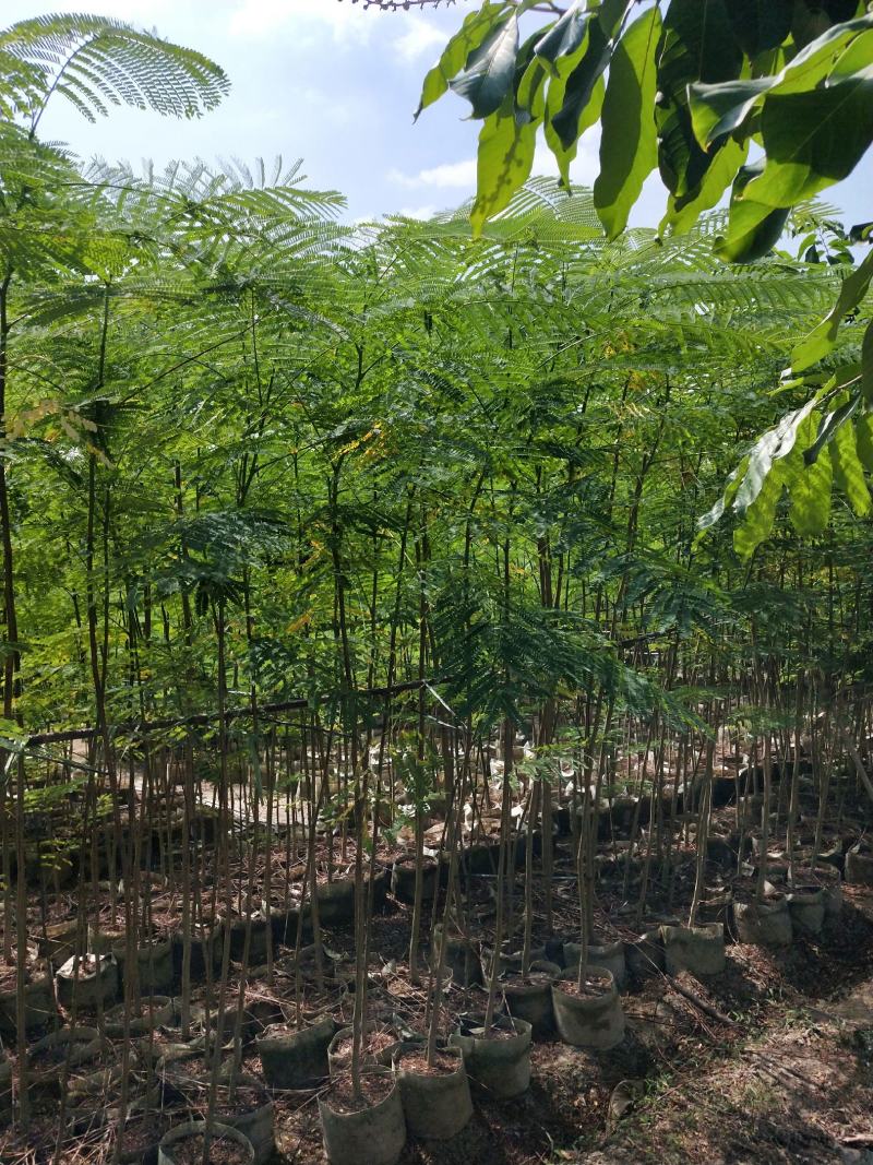 凤凰木袋装小苗产地供应
