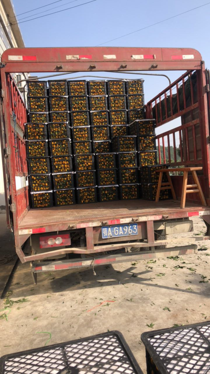 南丰蜜橘大量上市，性价比爆棚！欢迎实地洽谈