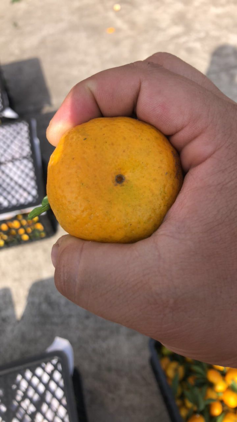 南丰蜜橘大量上市，性价比爆棚！欢迎实地洽谈