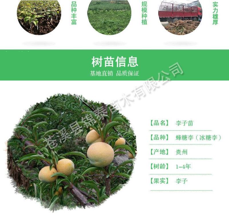 贵州蜂糖李子苗冰糖李树苗嫁接李子树苗南方空心李脱骨李脆李