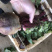 新鲜生态红菜头叶菜头红才头甜菜根打汁甜根菜