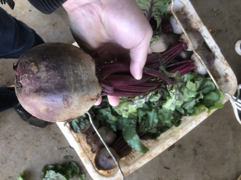 新鲜生态红菜头叶菜头红才头甜菜根打汁甜根菜