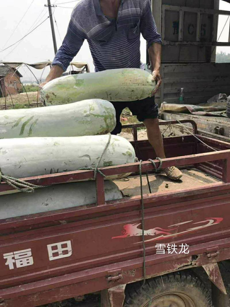 长条粉皮冬瓜冬瓜种子雪铁龙厂家发货品质保证