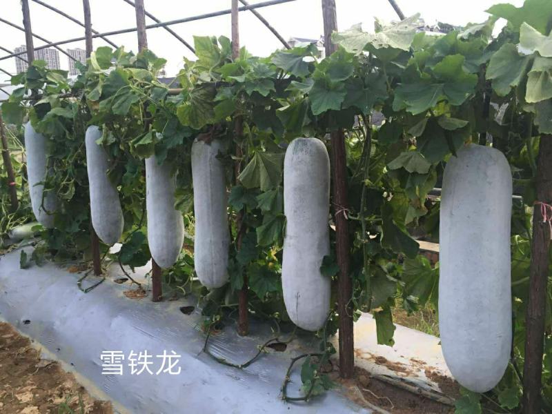 长条粉皮冬瓜冬瓜种子雪铁龙厂家发货品质保证