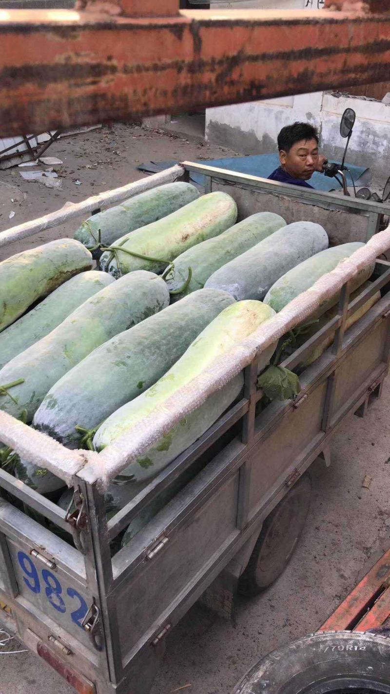 长条粉皮冬瓜冬瓜种子雪铁龙厂家发货品质保证