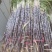 山东菏泽甘蔗苗甘蔗种子提供种植技术包成活率