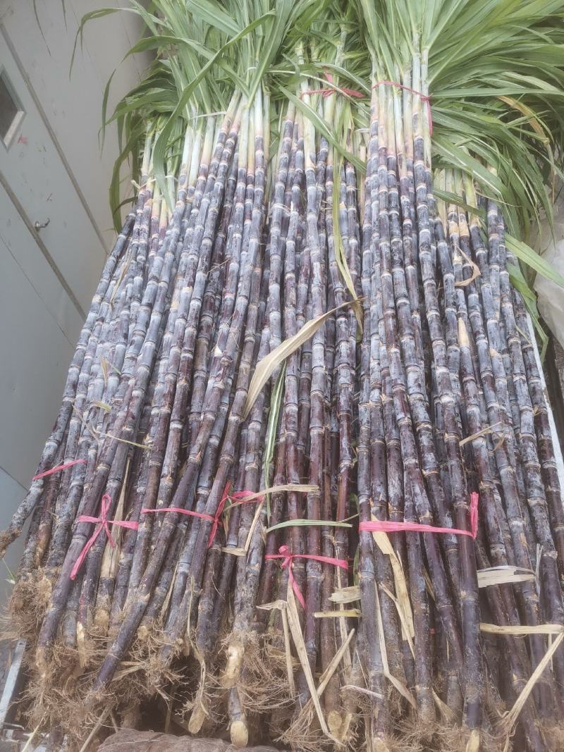 山东菏泽甘蔗苗甘蔗种子提供种植技术包成活率