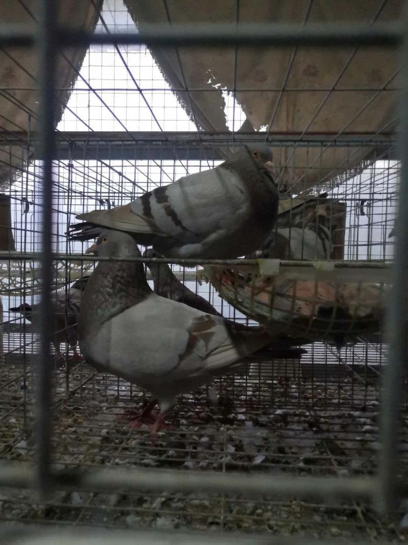 急售优质肉鸽种鸽二线