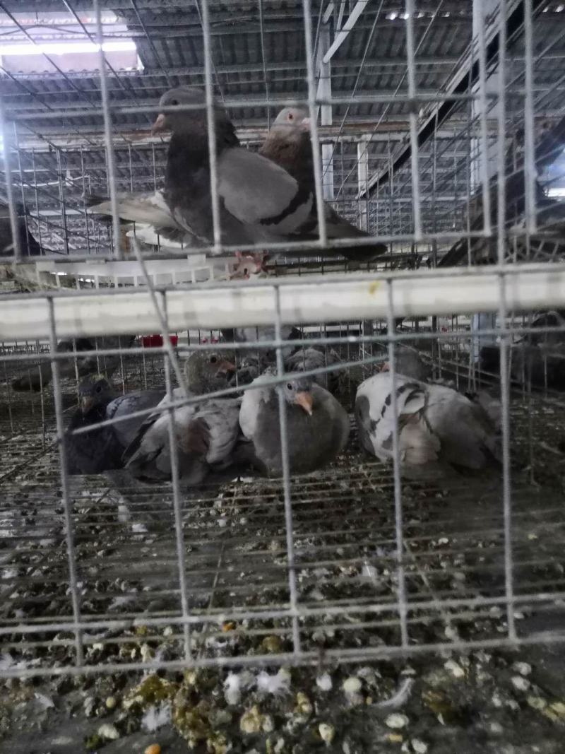急售优质肉鸽种鸽二线