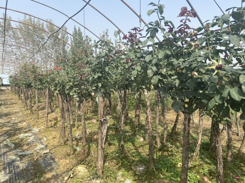 一位身穿园艺手套的花友正在对一株高大的灌木月季进行修剪作业,植株主干明显直立生长,多个强壮的侧枝向四周水平伸展,园艺剪正剪去一段过密枝条,地面上堆放着修剪下来的绿色枝叶,背景为春季花园环境,体现日常养护场景 一名园艺爱好者正在修剪一株高大的灌木型月季,周围地面散落着剪下的枝条,植株结构清晰显示为主干直立、侧枝横向发展