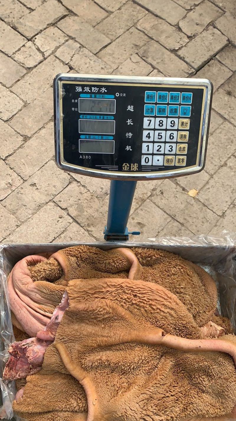 牛大肚牛肚黄大肚