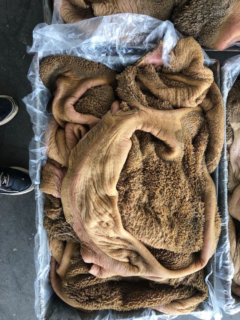 牛大肚牛肚黄大肚