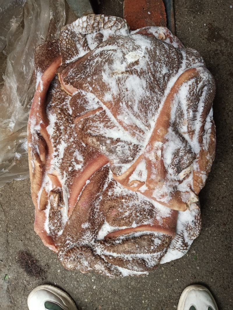 牛大肚牛肚黄大肚