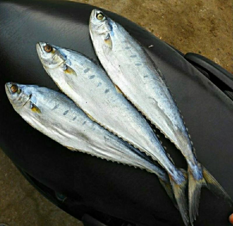 鲅鱼干自然晒干海鲜干货鲜香美味（2斤1件包邮）