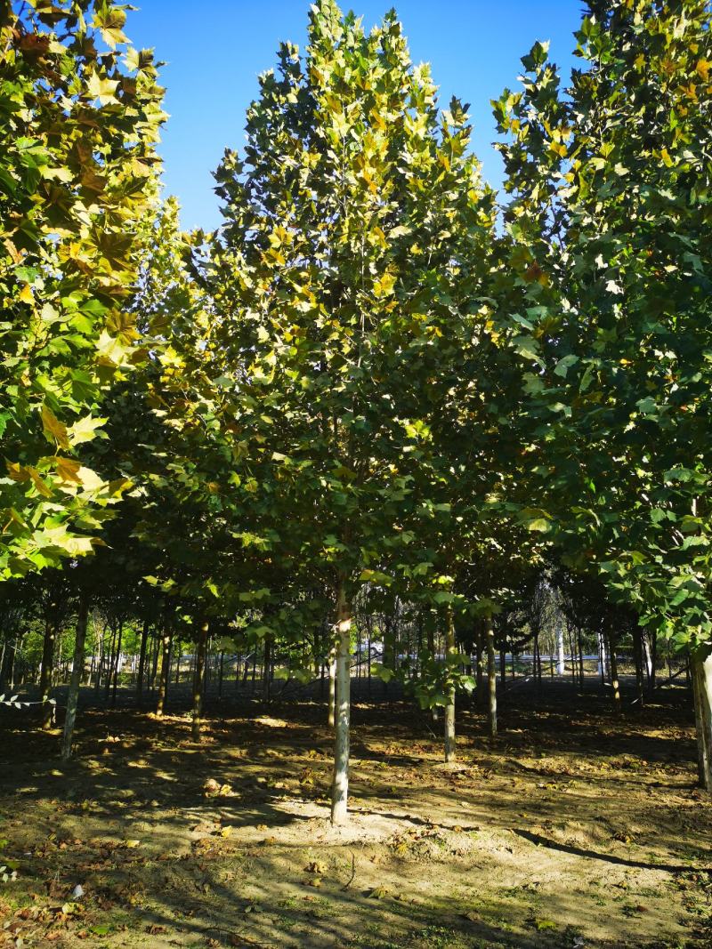 精品法桐乔灌木，各种规格易成活一手货源基地直发欢迎来电