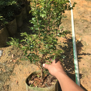 嘉宝果树苗，沙巴嘉宝果苗30-70高，量大优惠