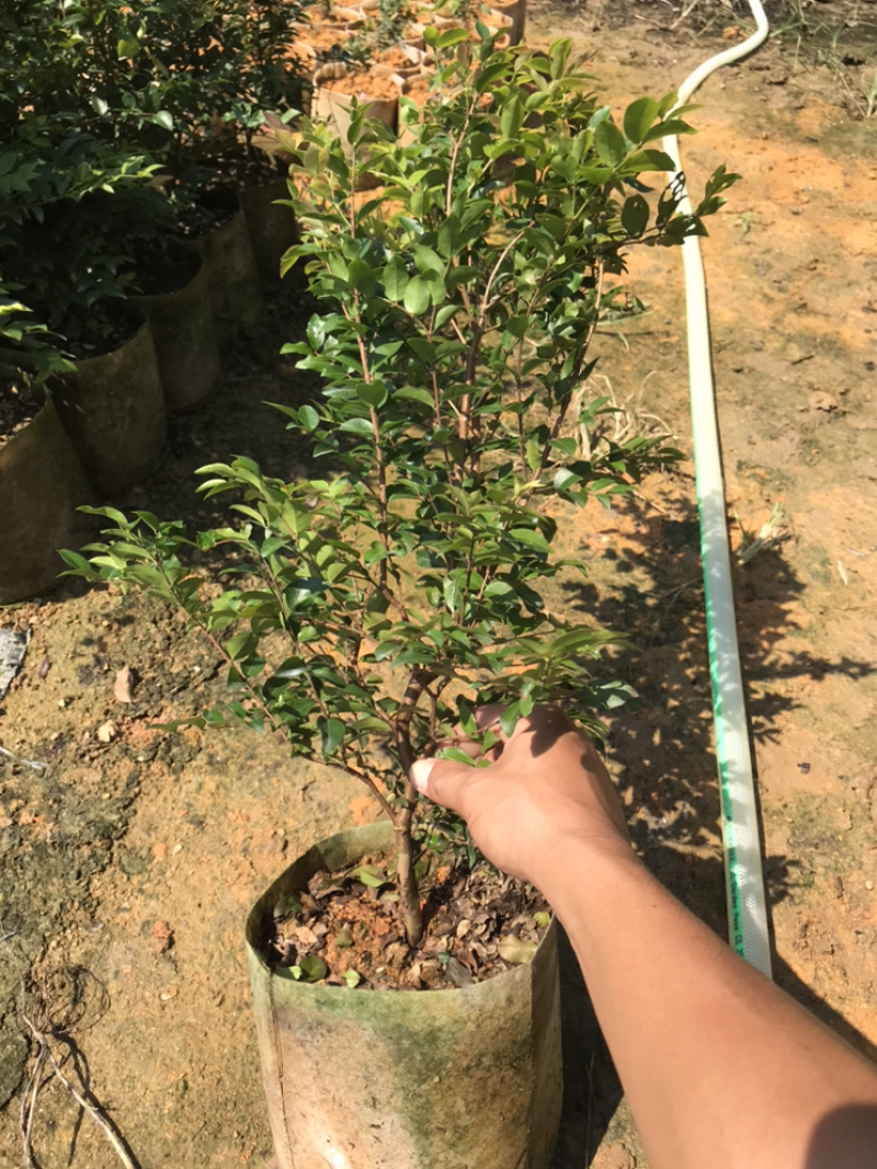 嘉宝果树苗，沙巴嘉宝果苗30-70高，量大优惠