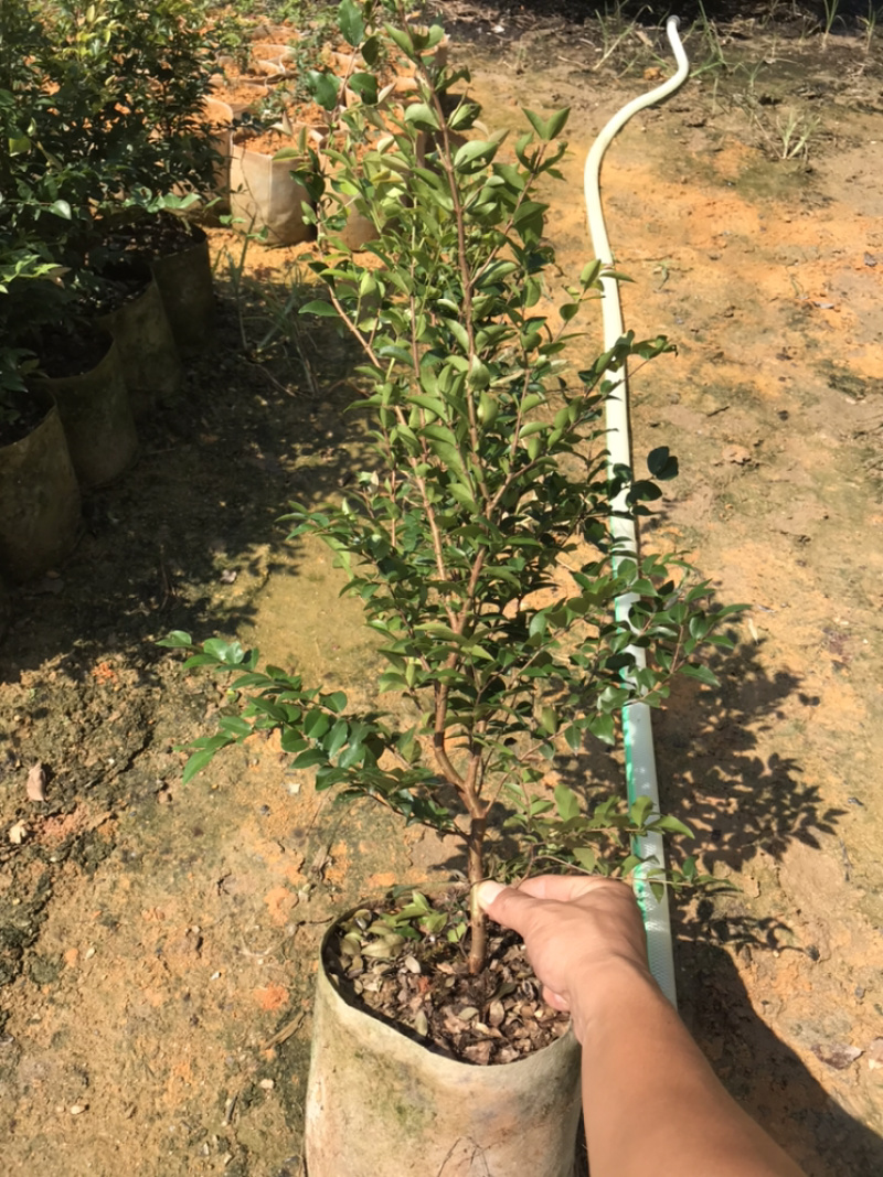 嘉宝果树苗，沙巴嘉宝果苗30-70高，量大优惠