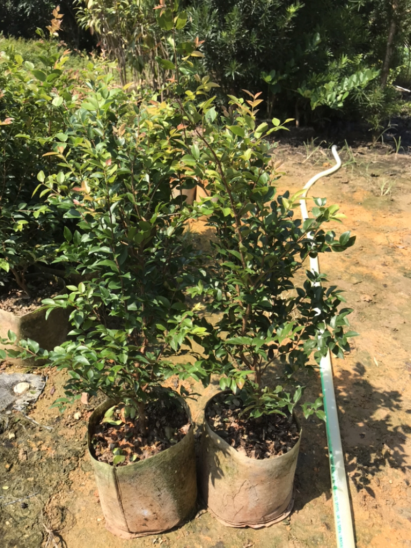 嘉宝果树苗，沙巴嘉宝果苗30-70高，量大优惠