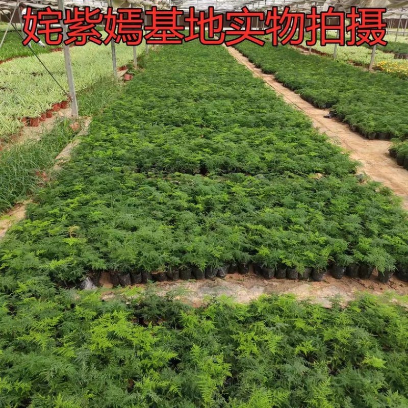 文竹盆栽植物室内净化空气办公室绿植花卉盆栽盆景四季常青小