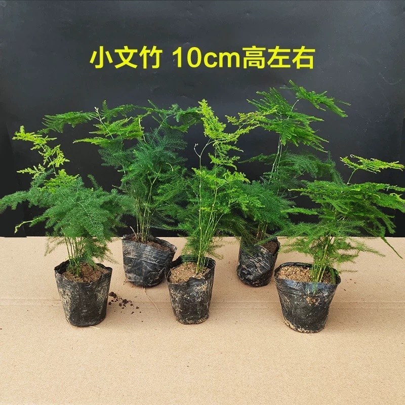 文竹盆栽植物室内净化空气办公室绿植花卉盆栽盆景四季常青小