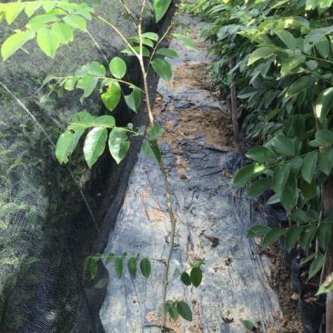 黄花梨树苗海南黄花梨30-80公分高广东黄花梨树苗批