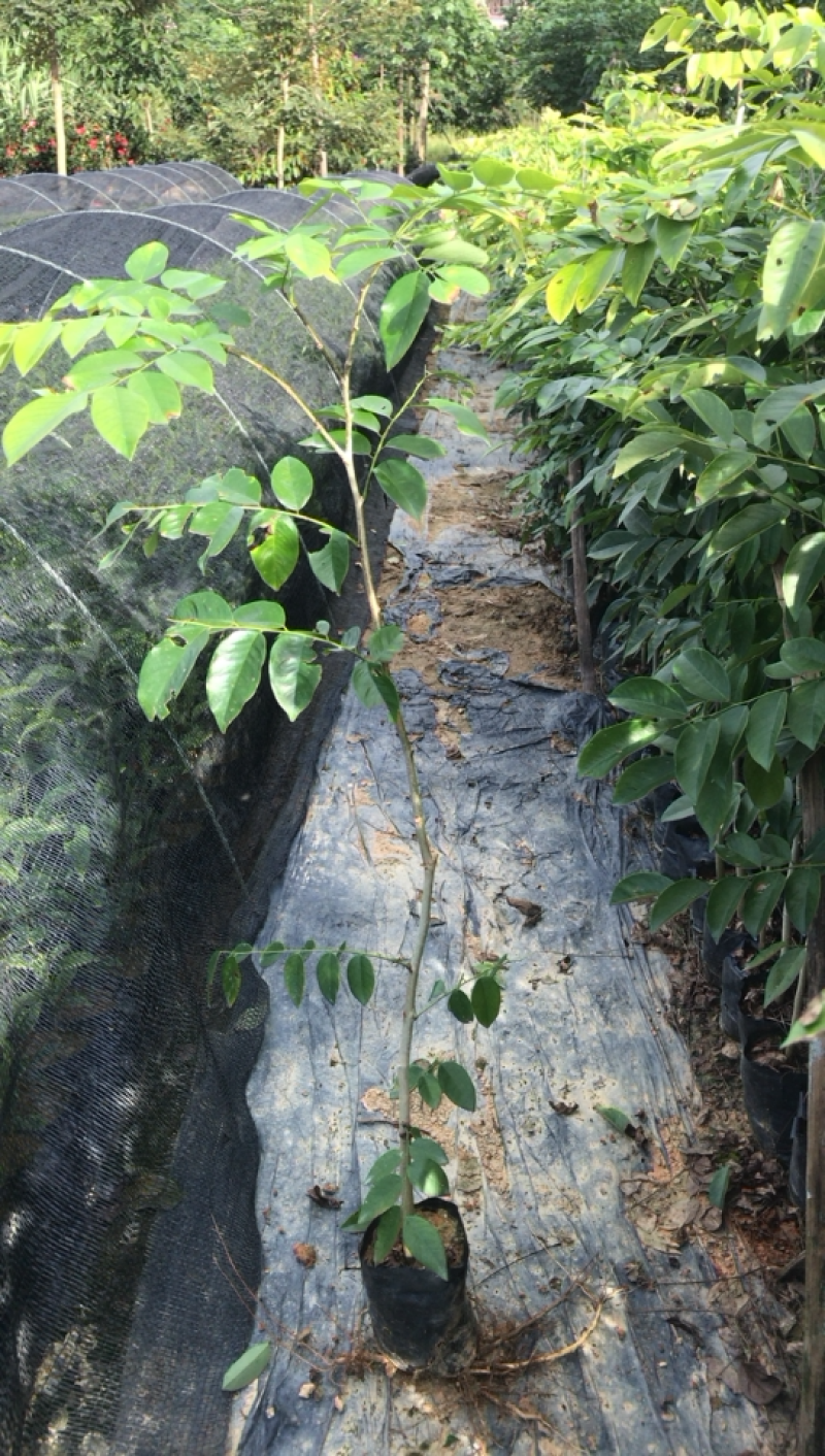 黄花梨树苗海南黄花梨30-80公分高广东黄花梨树苗批