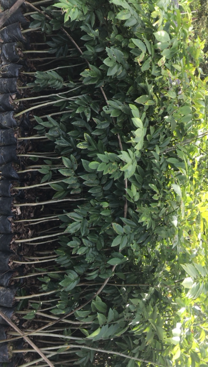 黄花梨树苗海南黄花梨30-80公分高广东黄花梨树苗批