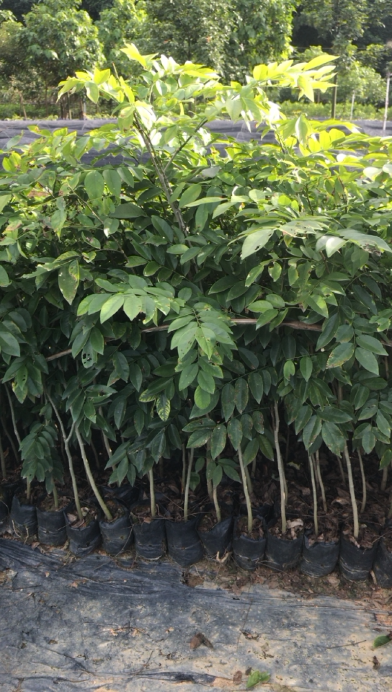 黄花梨树苗海南黄花梨30-80公分高广东黄花梨树苗批
