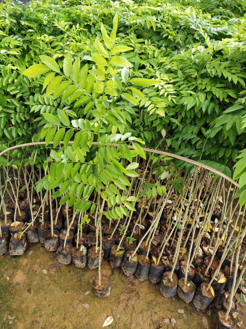 黄花梨树苗海南黄花梨30-80公分高广东黄花梨树苗批