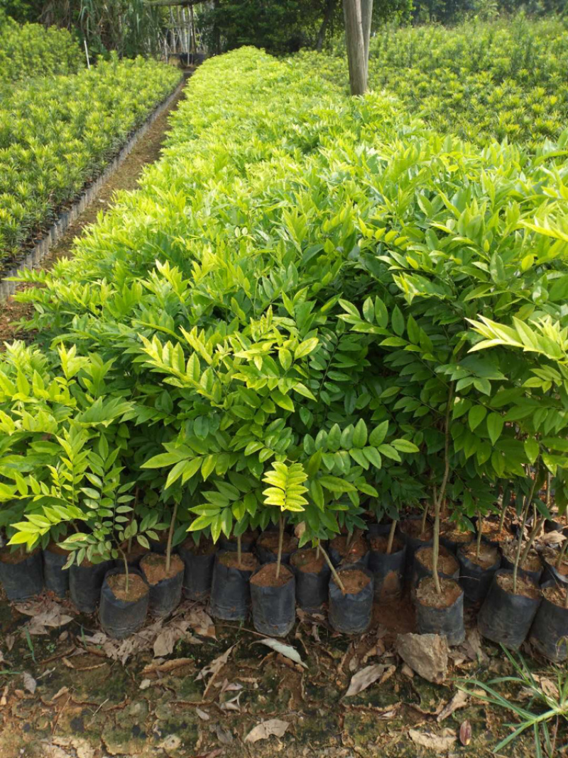 黄花梨树苗海南黄花梨30-80公分高广东黄花梨树苗批
