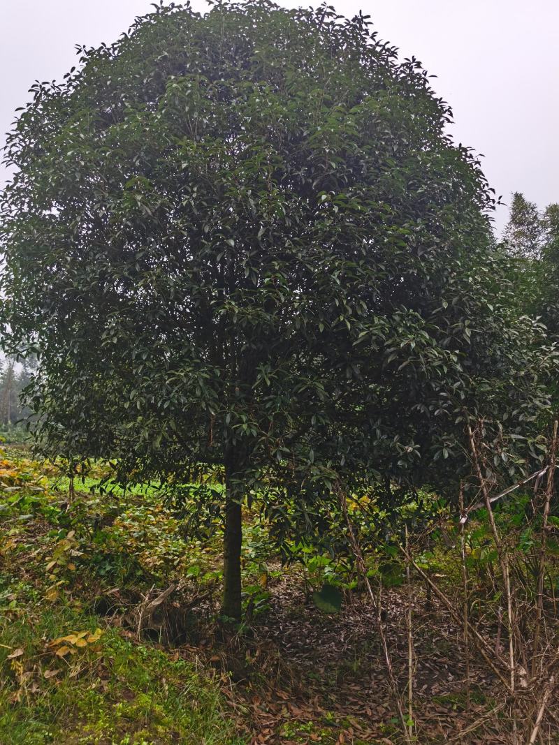 桂花树，各种品种桂花树，8公分到20公分，树形好做工好，