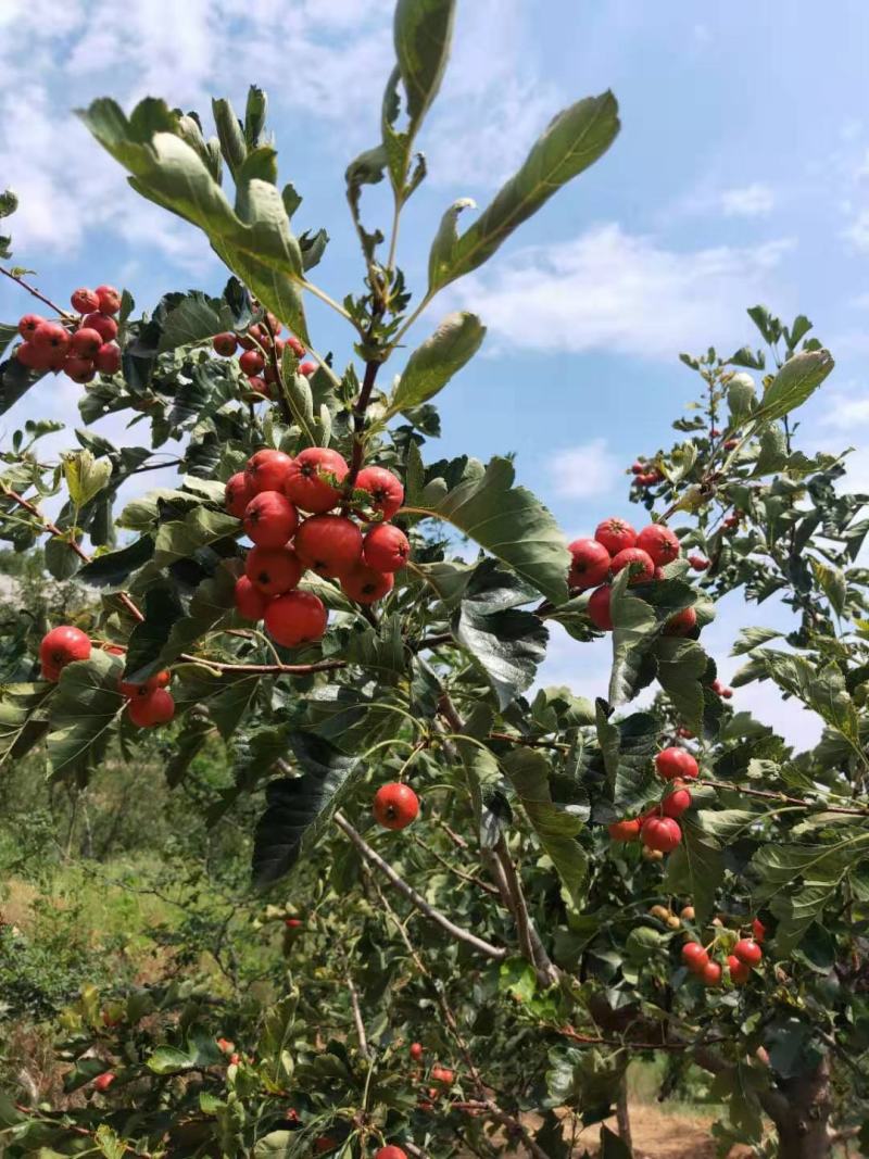 甜山楂苗1公分2公分3公分大金星山楂树山楂原生苗