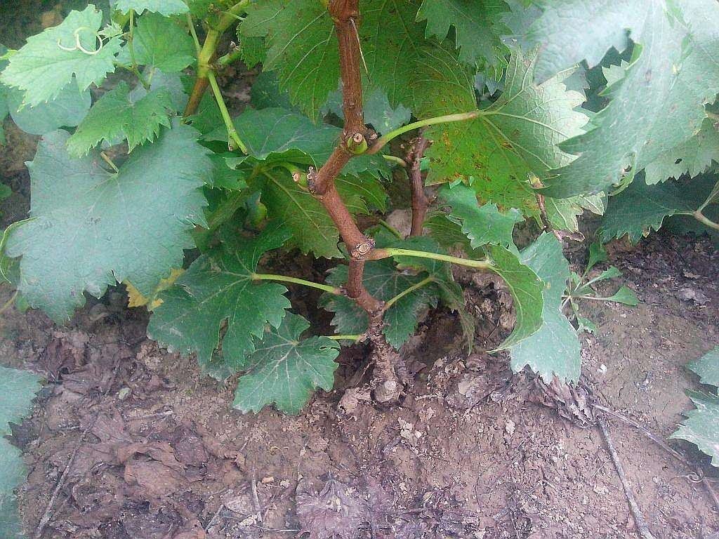 夏黑葡萄定植现场图