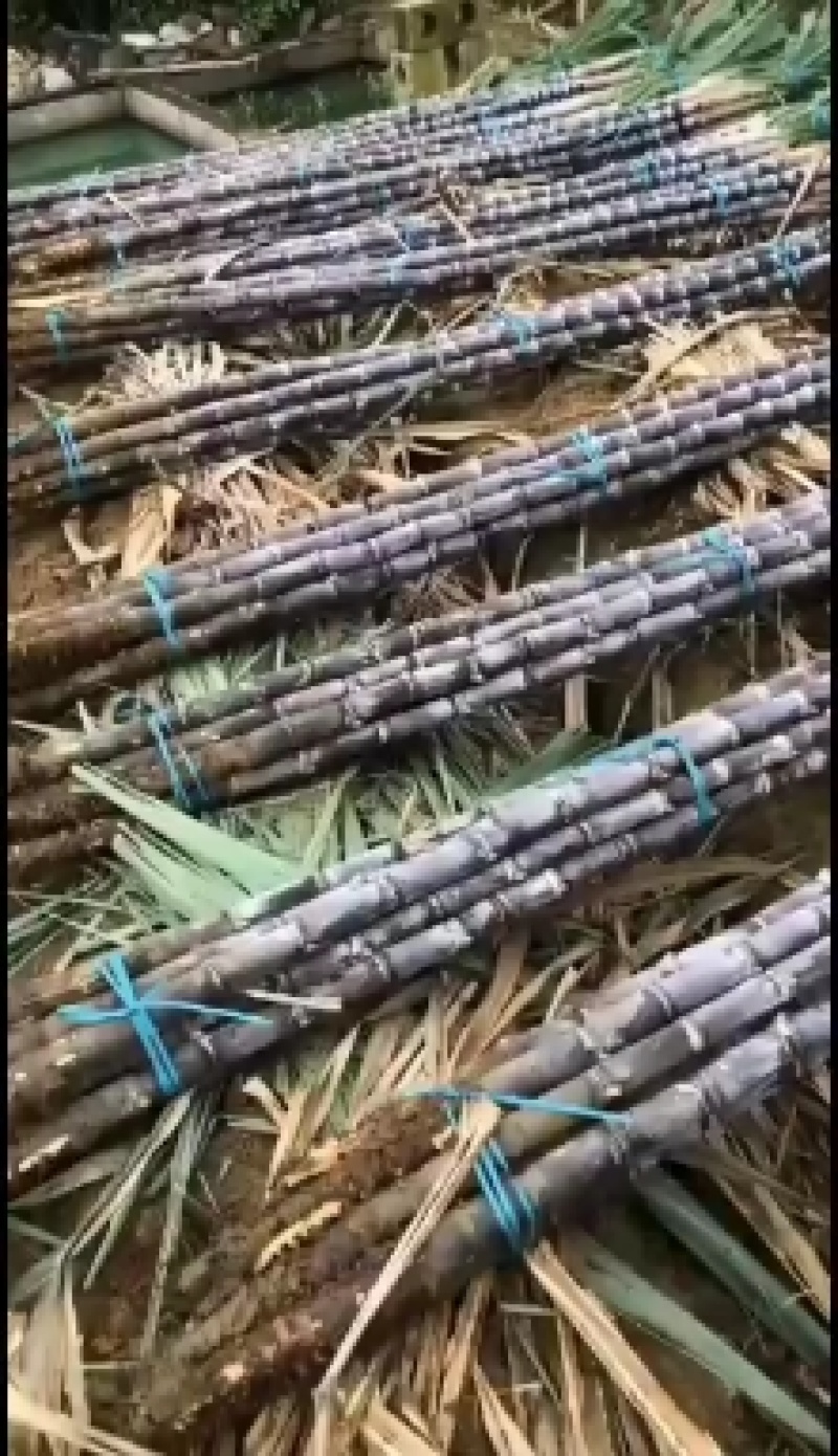 广西黑皮甘庶，颜色好节巴好，产地直销，价格优惠，