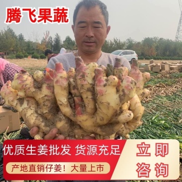 红芽鲜姜批发产地货源充足品种齐全质量保证