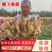 红芽鲜姜批发产地货源充足品种齐全质量保证
