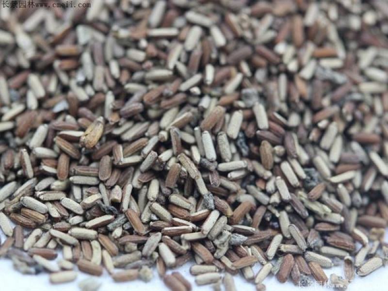 柳叶马鞭草花种子多年生草花种子四季庭院园林景观绿化花种籽