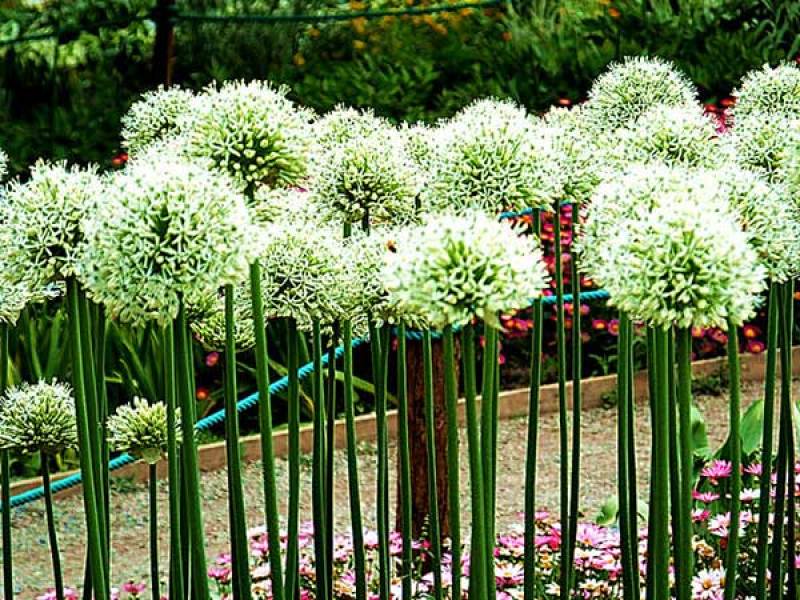 大花葱种子四季开花易种植花卉绿植庭院盆栽花园花海植物