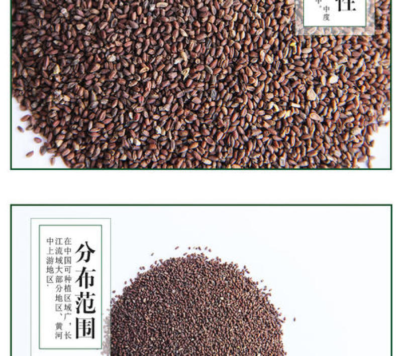 蓝香芥种子油菜花籽花海四季种易活耐寒景观花种子籽开花不断