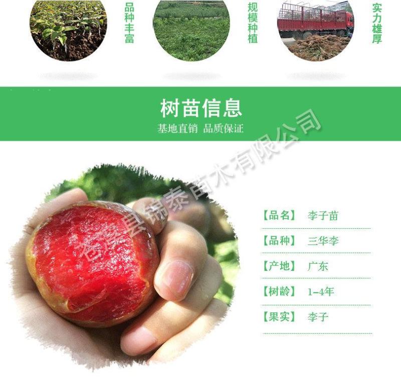 李子树苗三华李树苗早熟李子苗大蜜李鸡麻李山华李子嫁接苗包