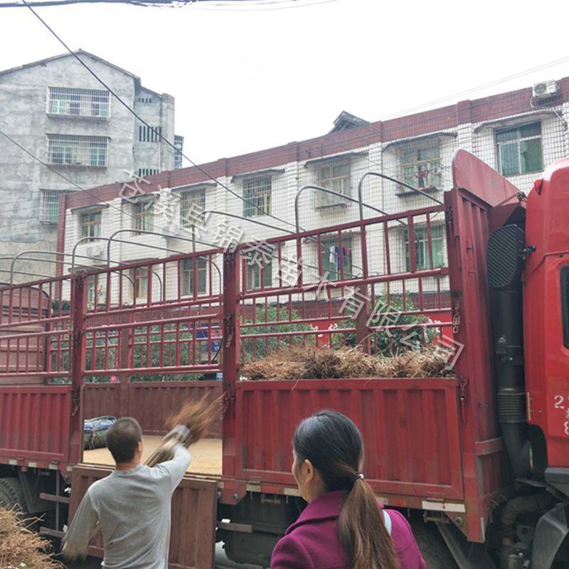 脱骨李子苗空心李嫁接苗蜂糖李树苗晚熟汶川青脆李子树苗脆红