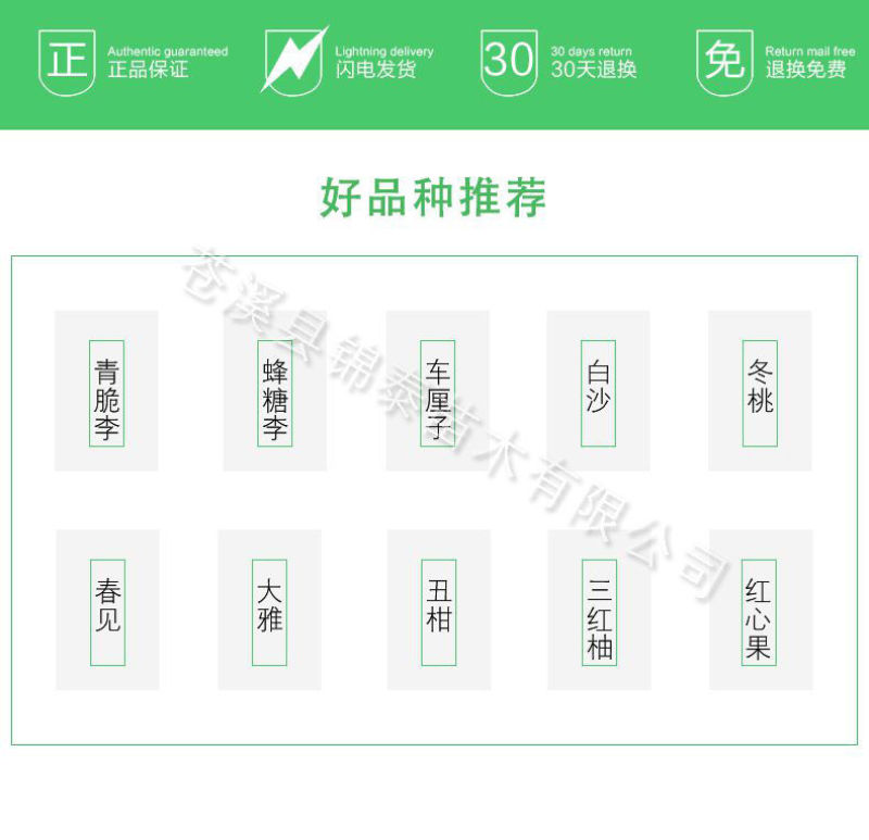 脱骨李子苗空心李嫁接苗蜂糖李树苗晚熟汶川青脆李子树苗脆红