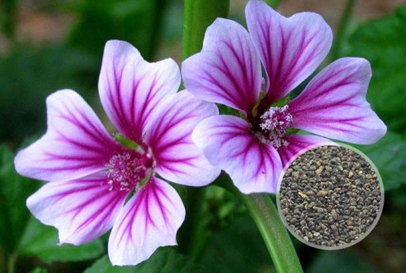 重瓣欧锦葵花种子切花四季种易活花卉花籽